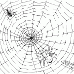 spidermaze